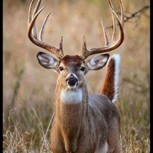 Meet your Posher, Cory